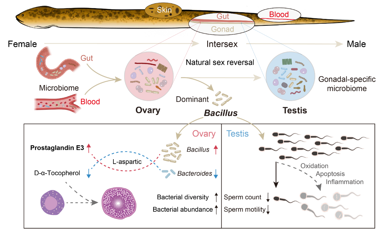4001百老汇净水揭示性腺共生菌稳态是影响黄鳝性反转自然发生的重要因素
